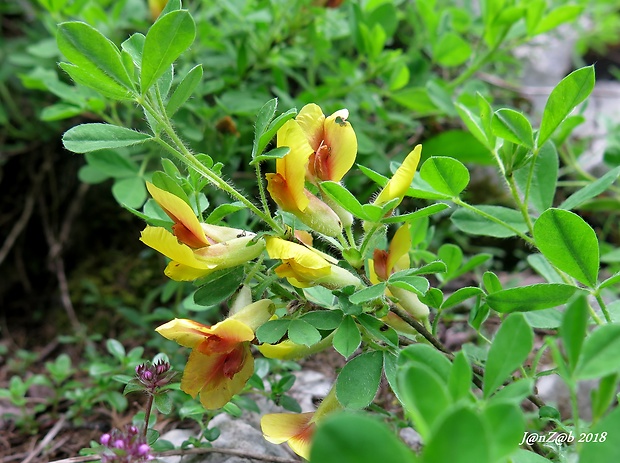 zanoväť trojkvetá Chamaecytisus hirsutus (L.) Link