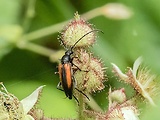 fuzáč kvetový  - samička
