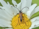 fuzáč kvetový  - samček