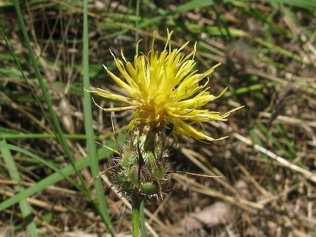 nevädzník Centaurea macedonica Vis.