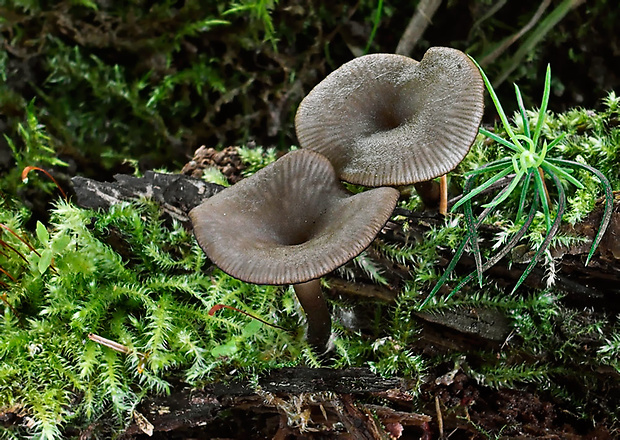 kalichovka drevná Arrhenia epichysium (Pers.) Redhead, Lutzoni, Moncalvo & Vilgalys