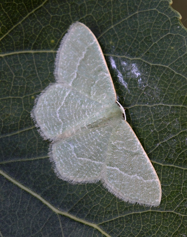 piadivka smldníková   Phaiogramma etruscaria