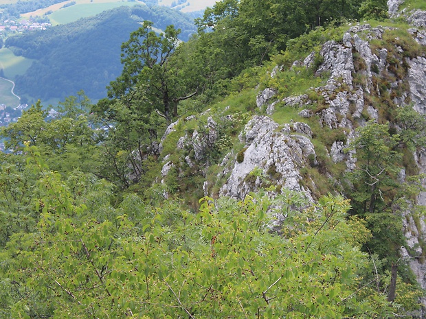 lykovec muránsky - biotop Daphne arbuscula Čelak.