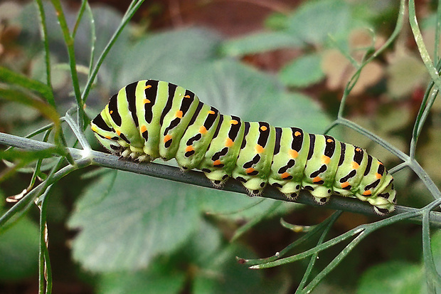 vidlochvost feniklový / otakárek fenyklový / húsenica Papilio machaon Linnaeus, 1758