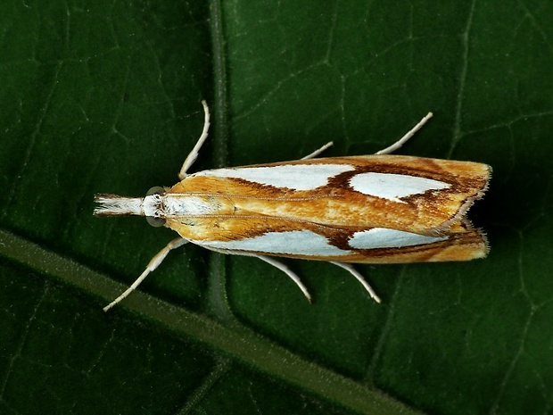 trávovec metlicový (sk) / travařík metlicový (cz) Catoptria pinella Linnaeus, 1758