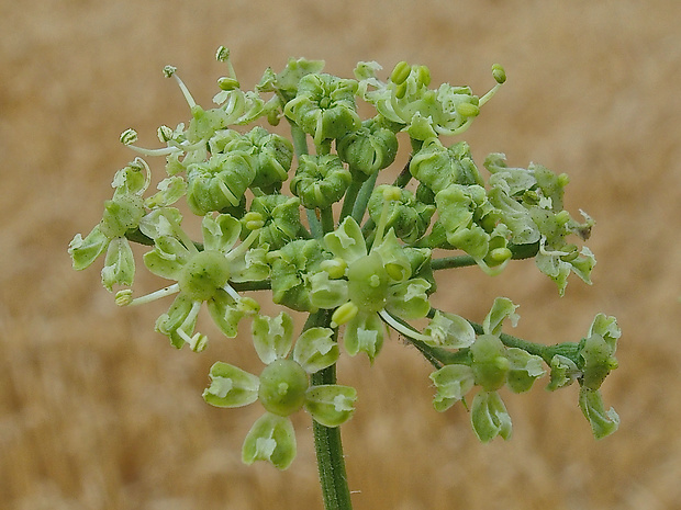 boľševník borščový zelenokvetý Heracleum sphondylium subsp. chloranthum (Borbás) H. Neumayer