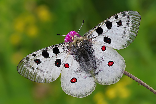 jasoň červenooký Parnassius apollo