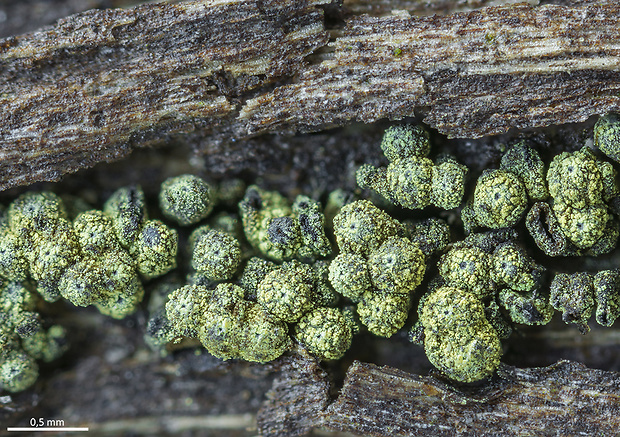 trsohlívka Thyronectria rhodochlora (Mont.) Seeler