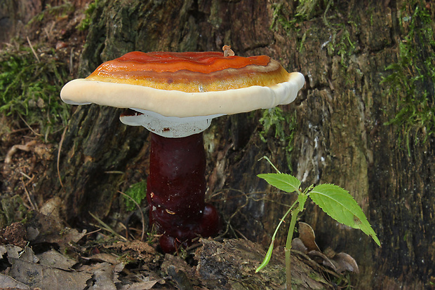 lesklokôrovka obyčajná Ganoderma lucidum (Curtis) P. Karst.