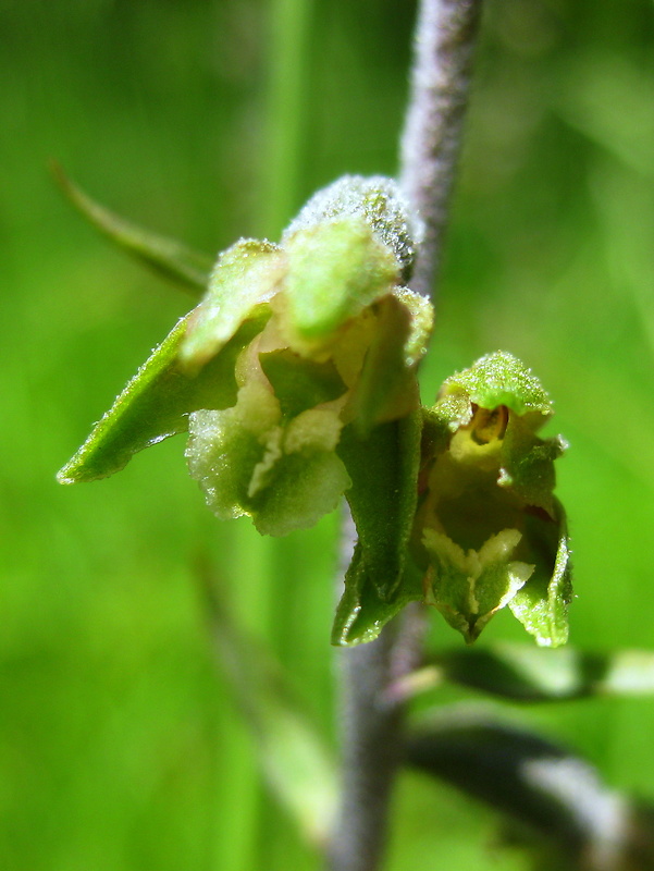kruštík drobnolistý Epipactis microphylla (Ehrh.) Swartz
