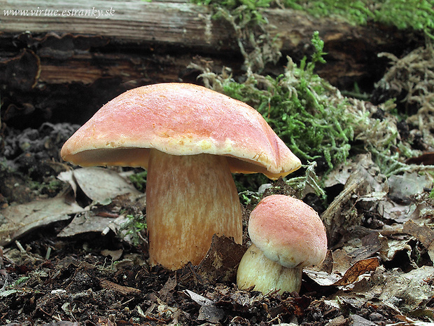 suchohríb marhuľovožltý Rheubarbariboletus armeniacus (Quél.) Vizzini, Simonini & Gelardi