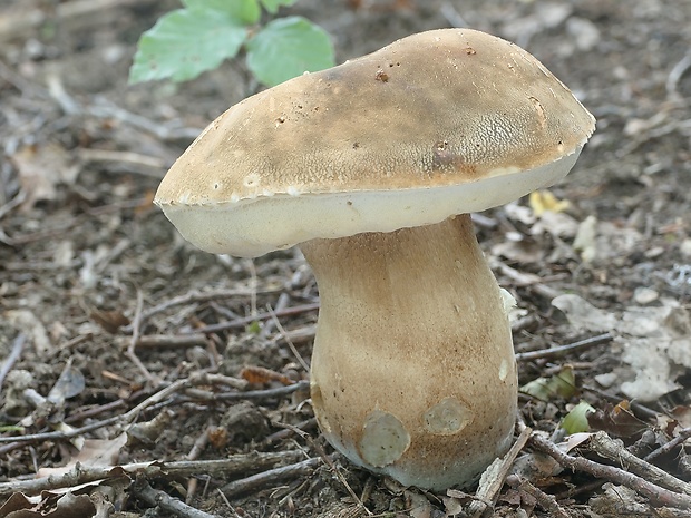 hríb bronzový Boletus aereus Bull. ex Fr.