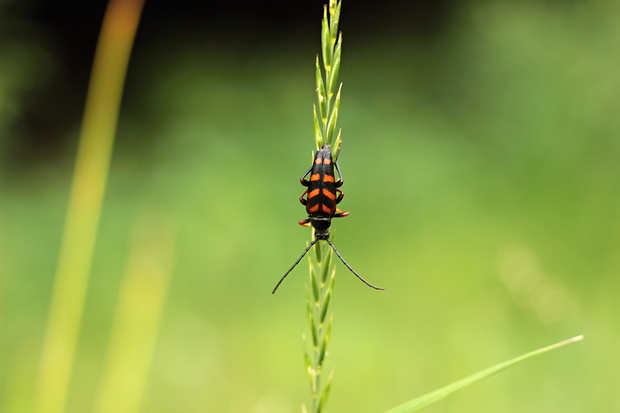 fuzáč Leptura aurulenta