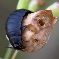 zdochlinár obyčajný - larva