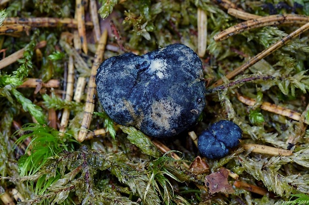 šamonia modrejúca Chamonixia caespitosa Rolland