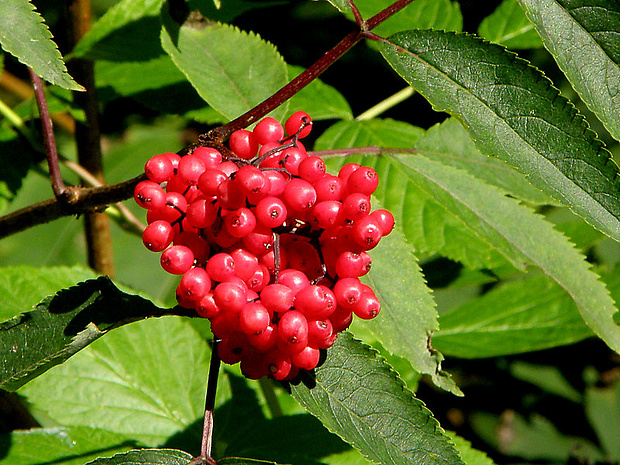 baza červená Sambucus racemosa L.