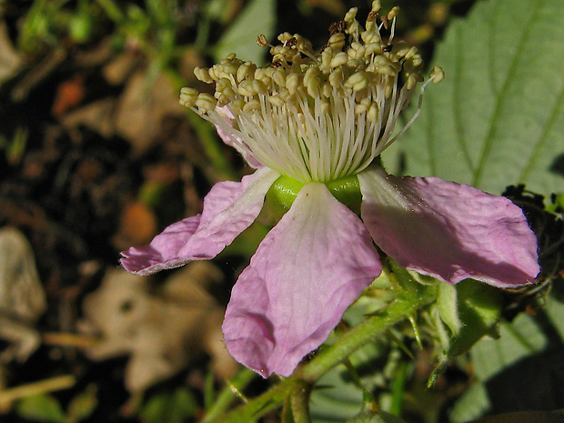 ostružina dvojfarebnolistá Rubus bifrons Vest
