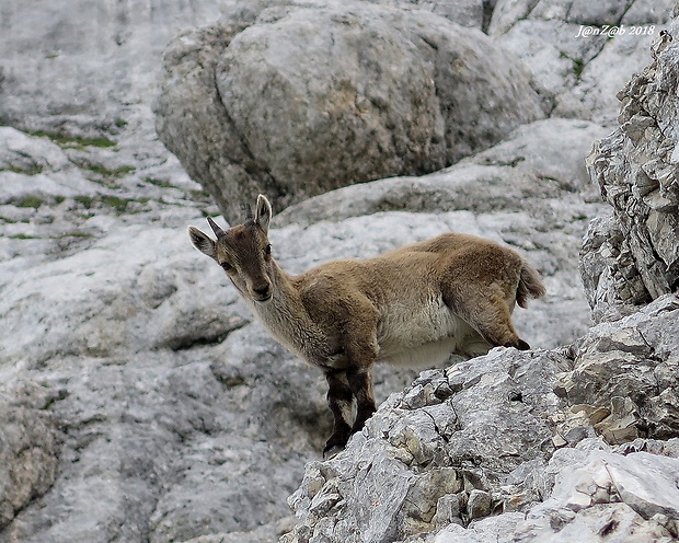 kozorožec alpský mláďa Capra ibex ibex