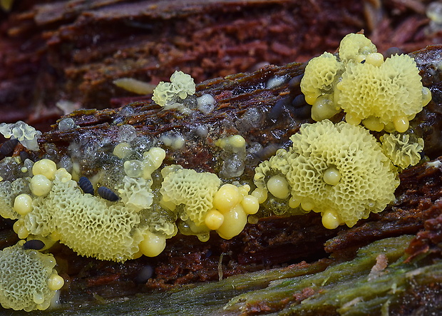 rohačka kríčkovitá v. pórovitá Ceratiomyxa fruticulosa var. porioides