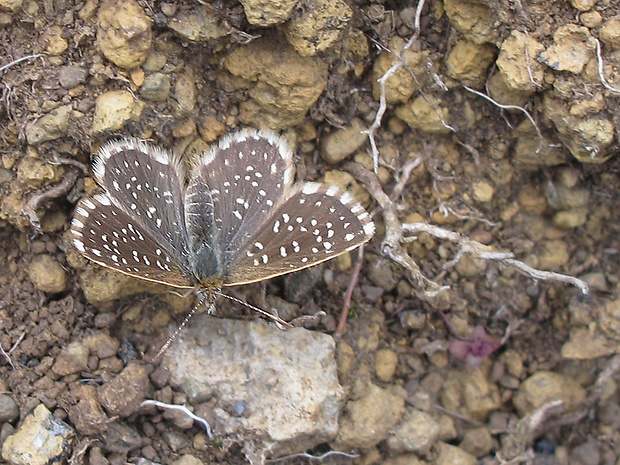 motýľ Actizera stellata