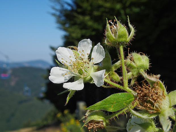 ostružina srstnatá Rubus hirtus Waldst. et Kit. (agg.)
