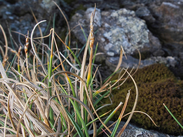 ostrica skalná Carex rupestris All.
