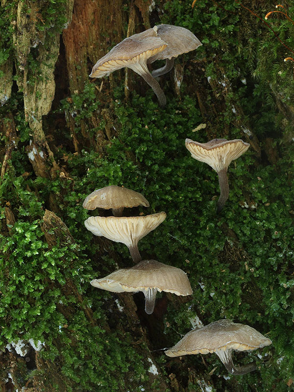 zvončekovec hnedoobrúbený Hydropus marginellus (Pers.) Singer