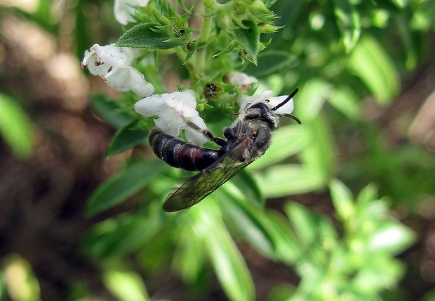 pieskarka Andrena sp.