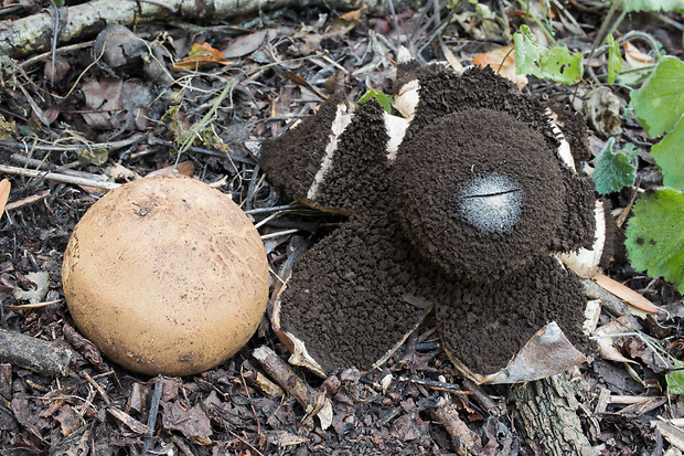 hviezdovka vlasatá Geastrum melanocephalum (Czern.) V.J. Staněk