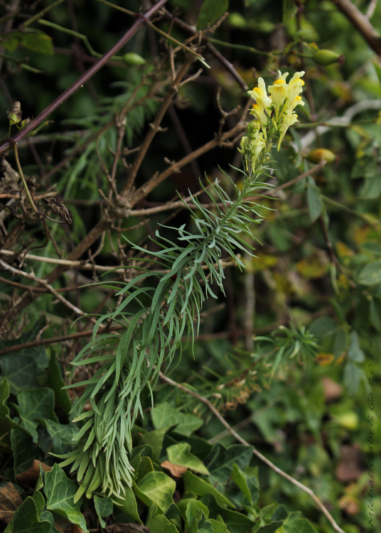 pyštek obyčajný Linaria vulgaris Mill.