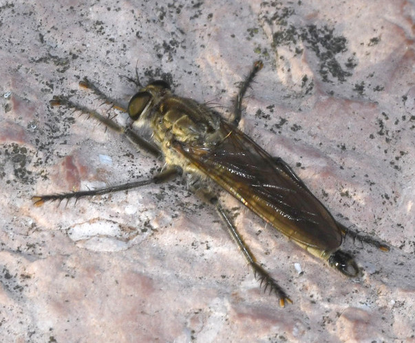 muchárka Dysmachus fuscipennis (Meigen, 1820)