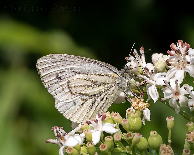 mlynárik repkový Pieris napi (Linnaeus, 1758)