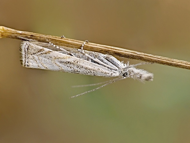 trávovec lipnicový Platytes cerussella