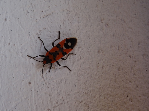 behavka pestrá Lygaeus equestris