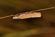 trávovec prúžkatý