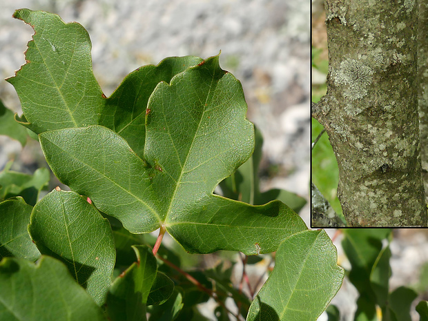 javor francúzský Acer monspessulanum subsp. monspessulanum