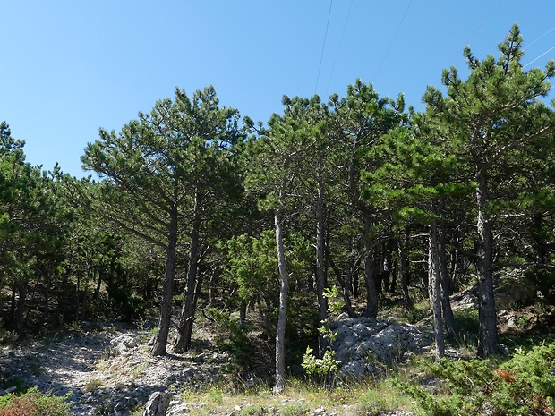 borovica čierna dalmatská Pinus nigra subsp. dalmatica (Visiani) Franco