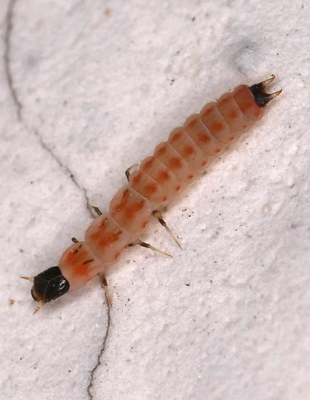 larva Malachiidae sp.