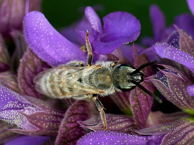 včielka (sk) / ploskočelka (cz) Vestitohalictus pollinosus Sichel 1860
