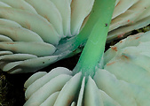 hodvábnica zelenohlúbiková