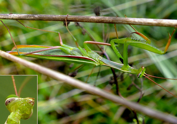 modlivka zelená Mantis regiliosa
