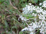kobylka bielopása / kobylka bělopruhá ♀