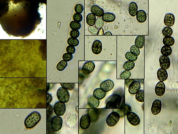 trsohlívka Thyronectria pistaciae Checa, M.N. Blanco, Jaklitsch, Voglmayr & G. Moreno