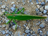 kobylka zelená