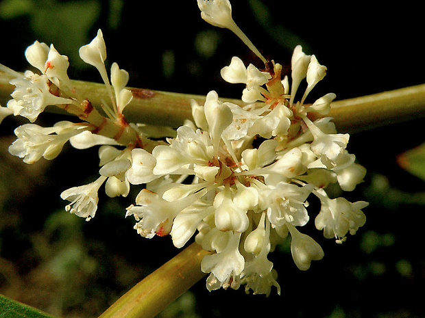 pohánkovec japonský Fallopia japonica (Houtt.) Ronse Decr.