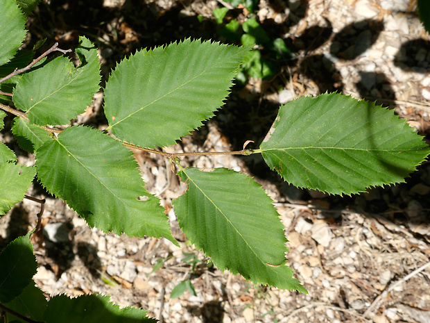 hrabovec hrabolistý Ostrya carpinifolia Scop.