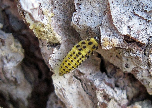 lienka múčnatá (sk), slunéčko dvaadvacetitečné (cz) Psyllobora vigintiduopunctata Linnaeus, 1758