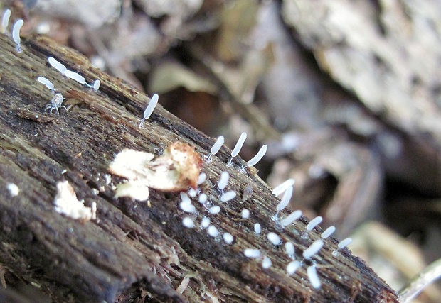 pazderka Stemonititopsis sp.