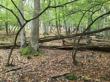 pečeňovec dubový  - biotop