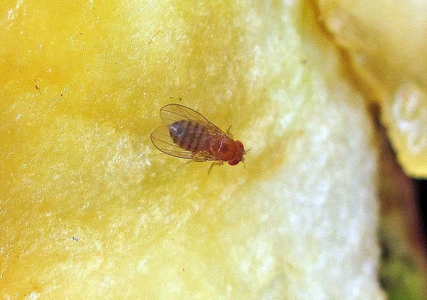 drozofila obyčajná (sk), octomilka obecná (cz) Drosophila melanogaster Meigen, 1830